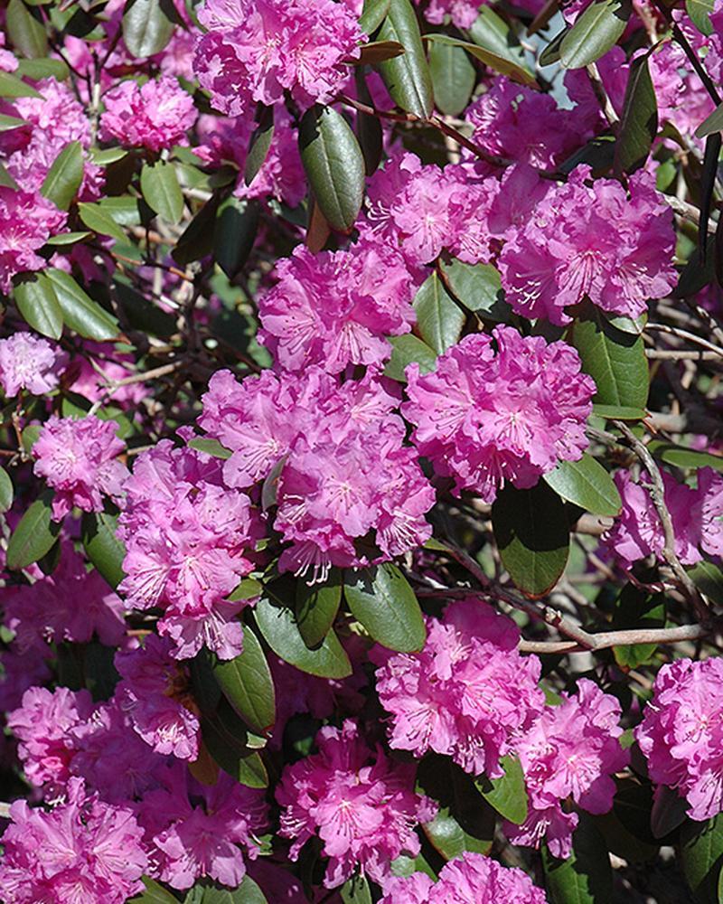 Rhododendron PJM 3 Gallon