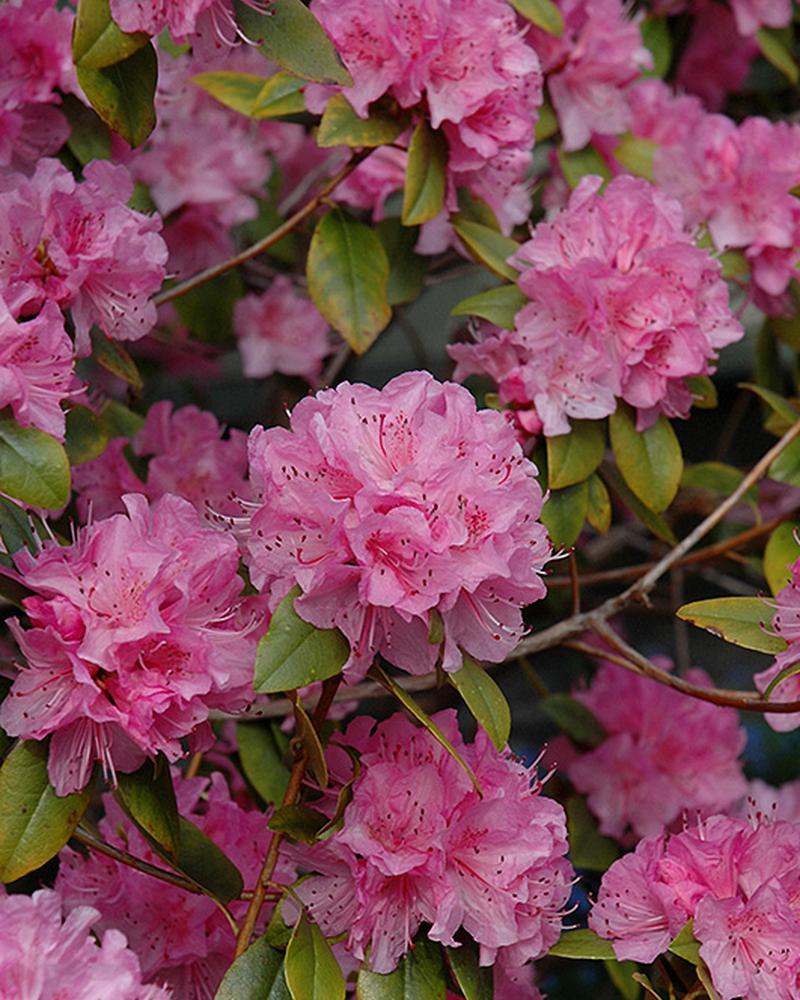 Rhododendron Olga Mezitt 3 Gallon