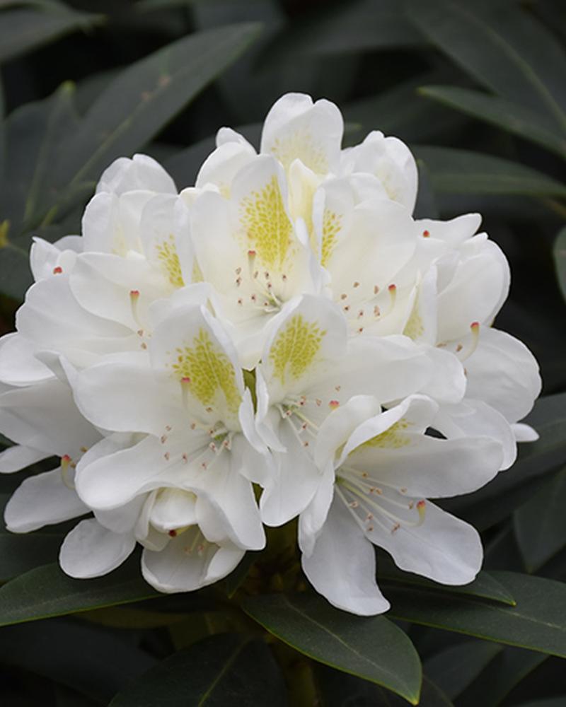 Rhododendron Chionoides 3 Gallon