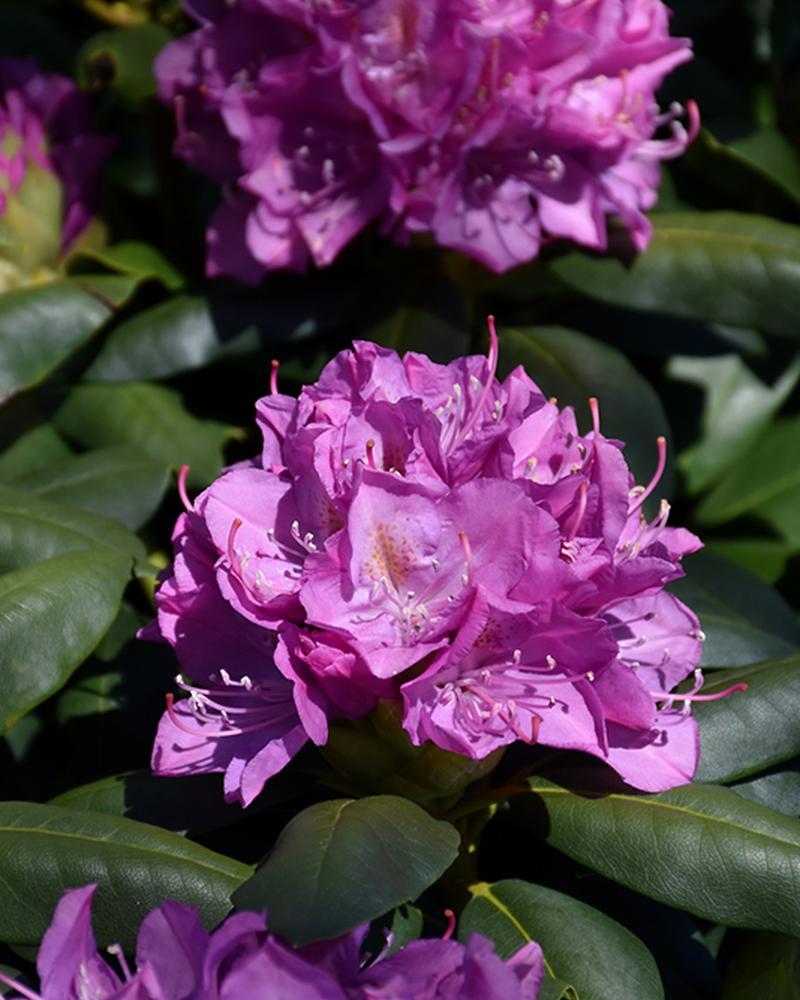 Rhododendron Roseum Elegans 3 Gallon
