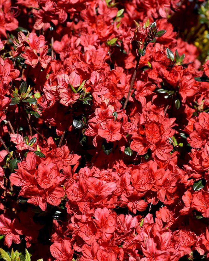 Azalea Stewartstonian 7.5" Pot