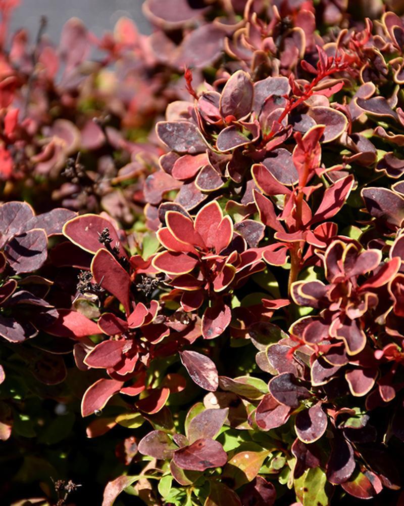 Barberry Golden Ruby 2 Gallon