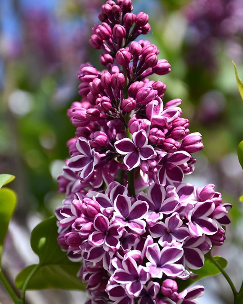Lilac Sensation 3 Gallon