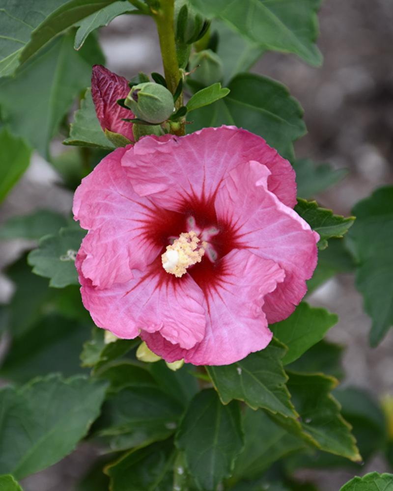 Althea Ruffled Satin® 3 Gallon