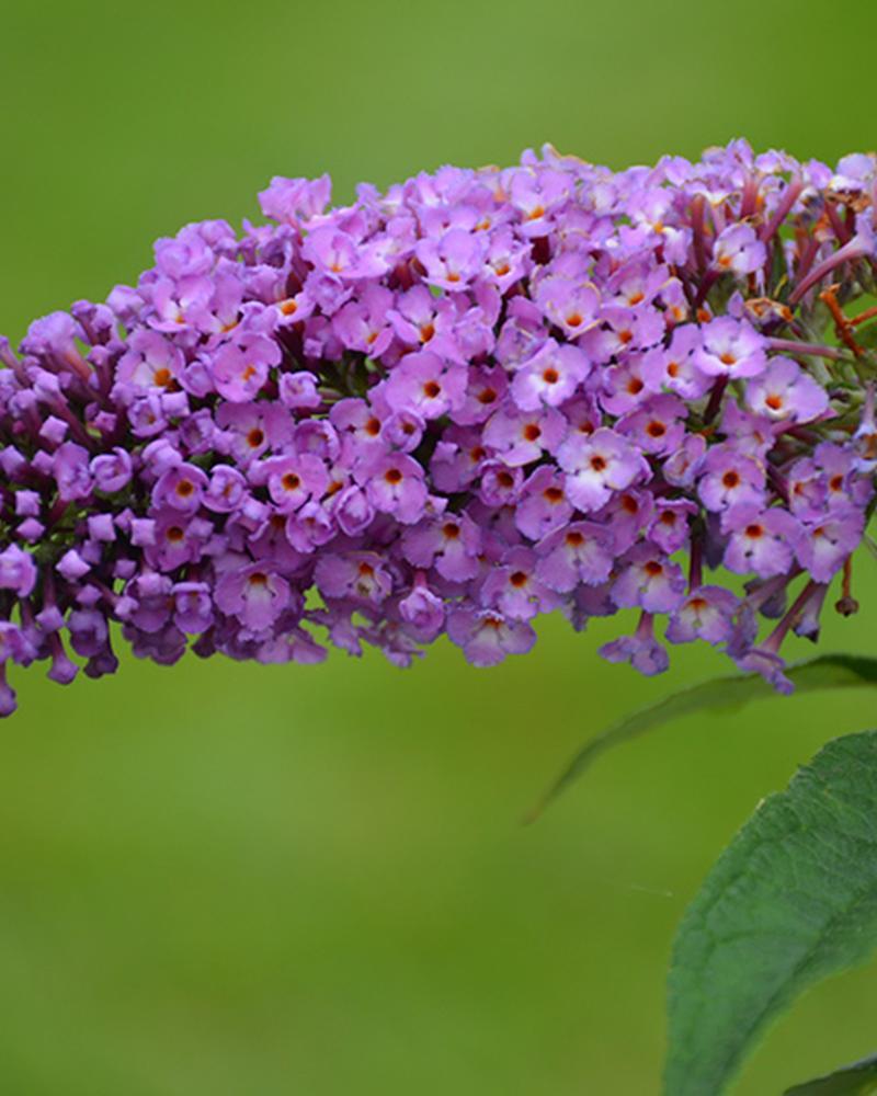 Buddleia Pugster Periwinkle® 2 Gallon