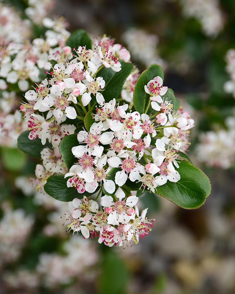Aronia Low Scape Mound® 3 Gallon
