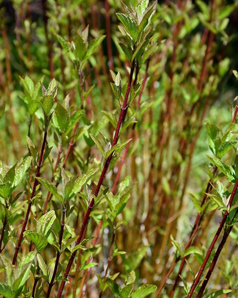 Dogwood Arctic Fire® 2 Gallon