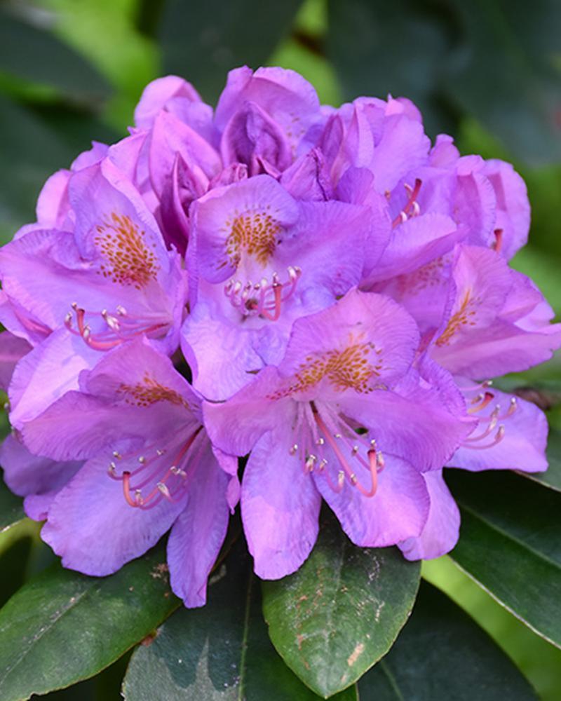 Rhododendron Grandiflorum 5 Gallon