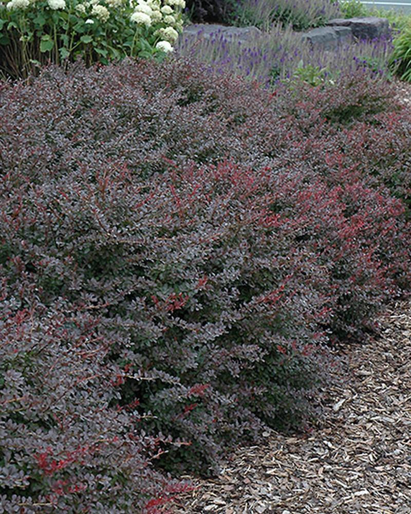 Barberry Crimson Pygmy 8" Pot