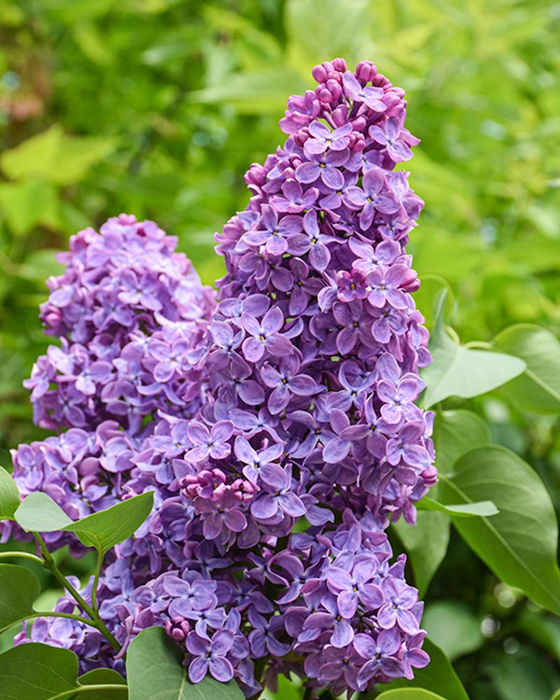 Lilac Scentara Pura® 3 Gallon