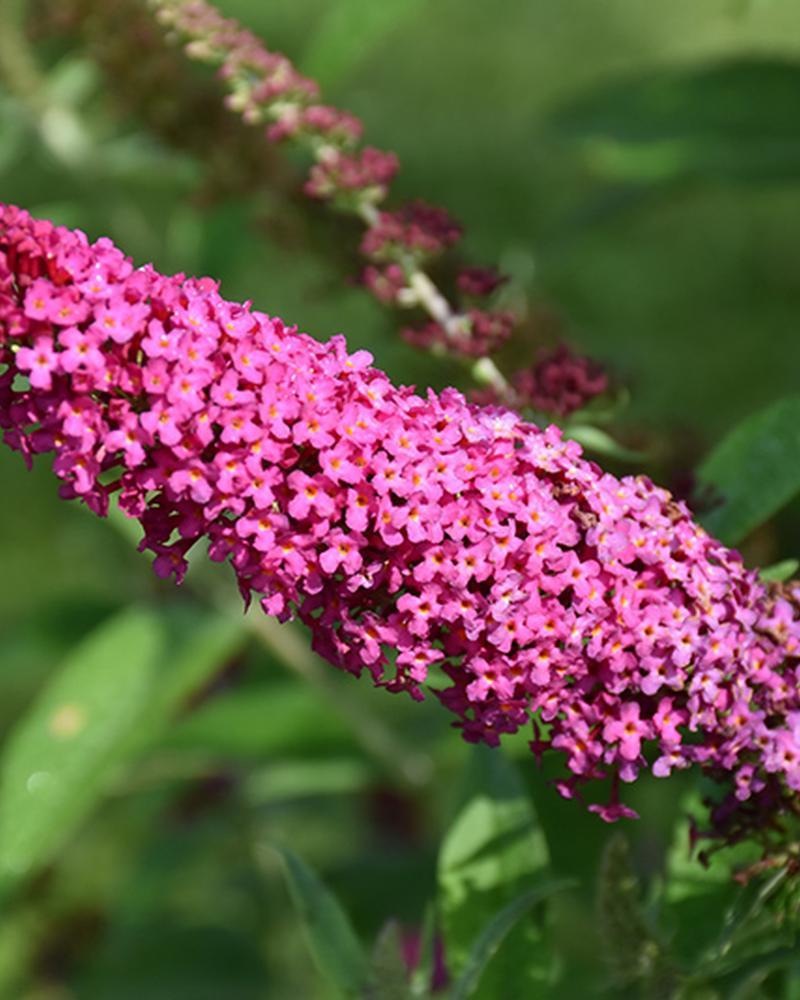 Buddleia Miss Molly  2 Gallon