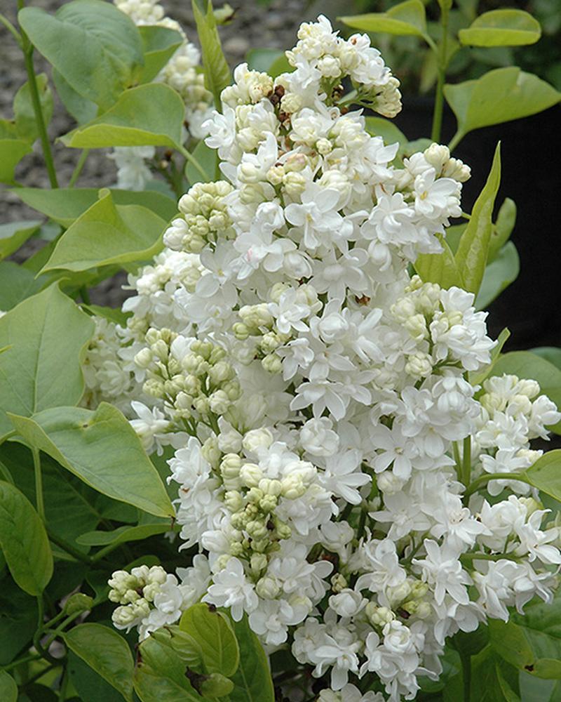 Lilac Mme. Lemoine 3 Gallon