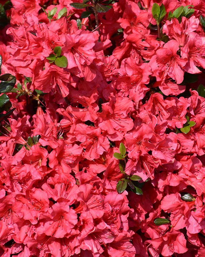 Azalea Johanna 3 Gallon