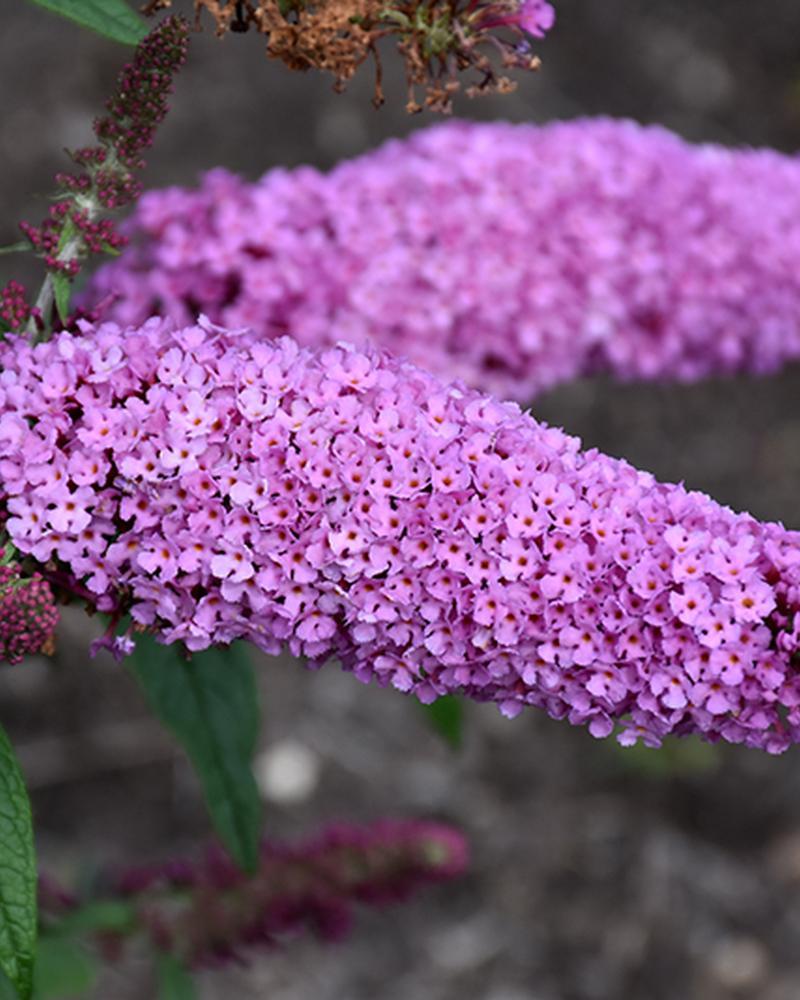 Buddleia Pugster® Pinker 2 Gallon