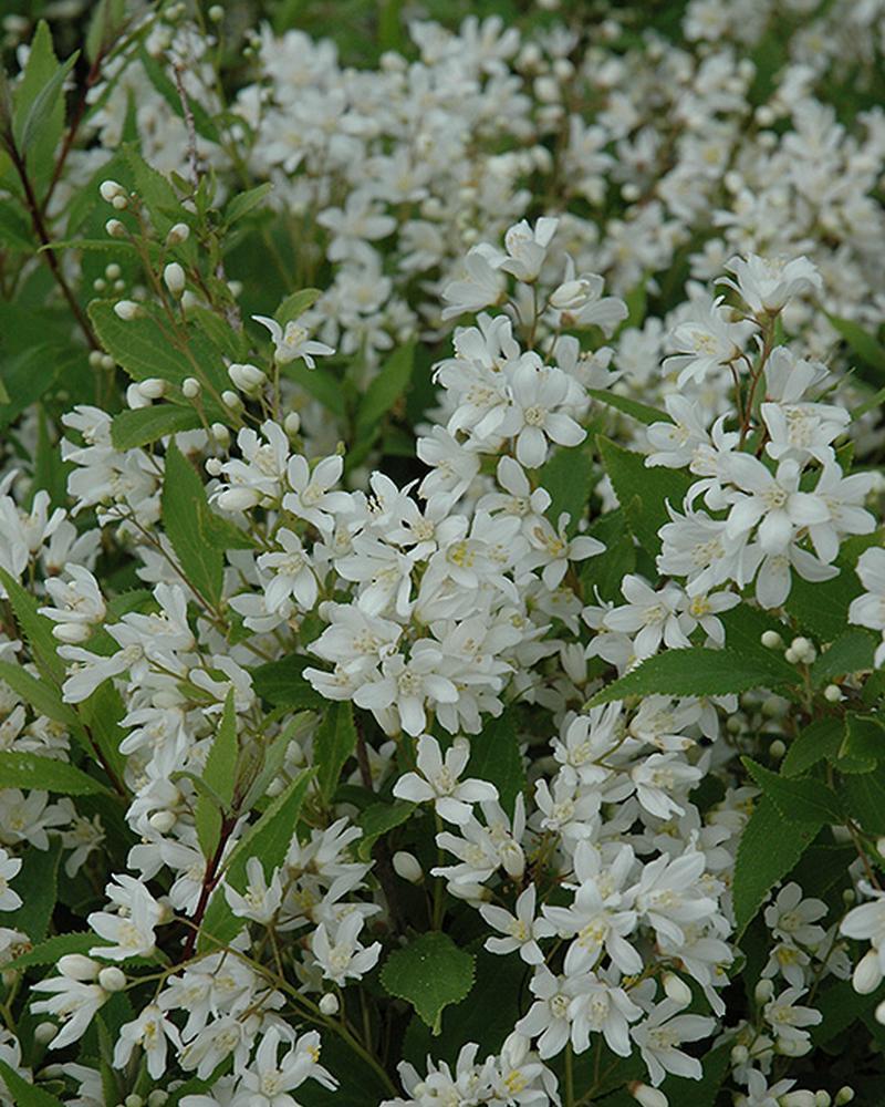 Deutzia Nikko 3 Gallon