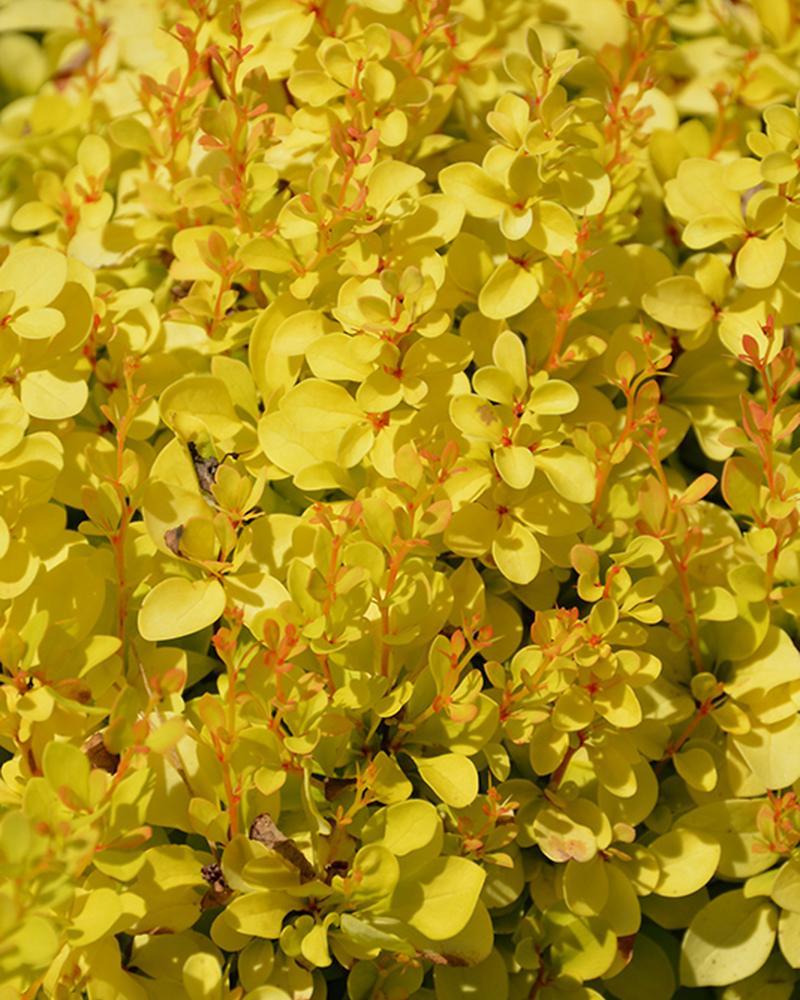 Barberry Sunjoy® Mini Saffron 2 Gallon