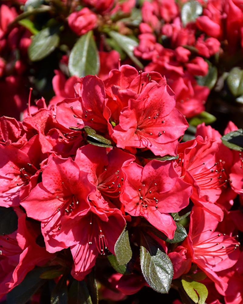 Azalea Bixby 2 Gallon