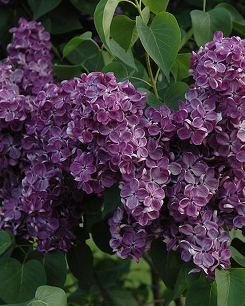 Lilac Yankee Doodle 3 Gallon