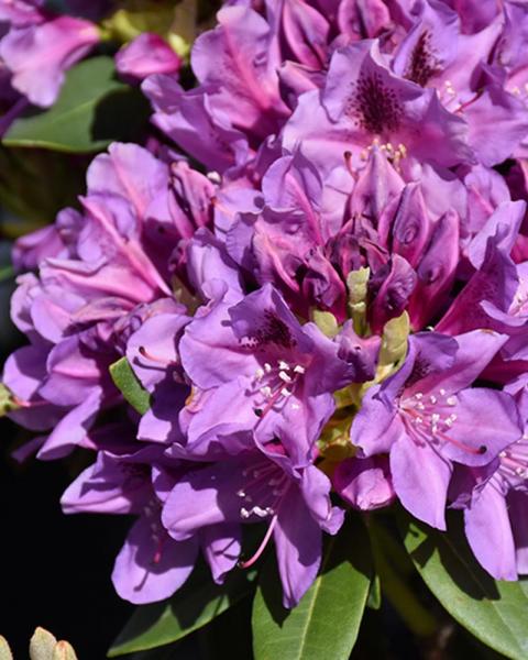 Rhododendron Tapestry 3 Gallon