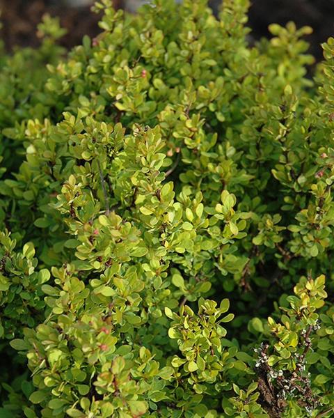 Barberry Golden Nugget 2 Gallon