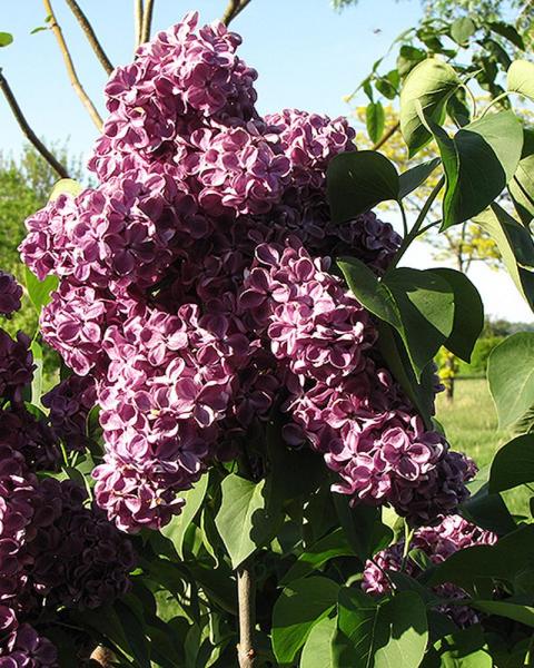 Lilac Monge 3 Gallon