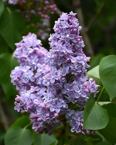 Lilac President Grevy 3 Gallon
