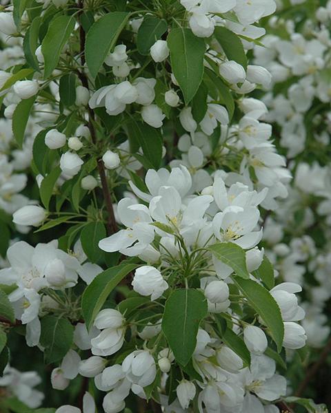 Flowering Crab Spring Snow 10 Gallon