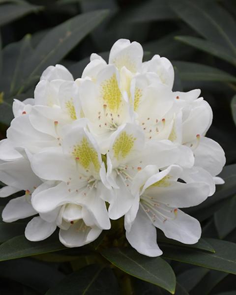 Rhododendron Chionoides 3 Gallon