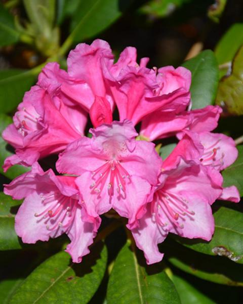Rhododendron Haaga 3 Gallon