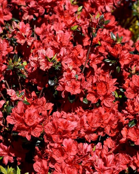 Azalea Stewartstonian 7.5" Pot