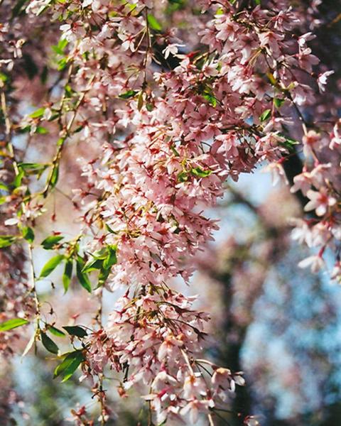 Flowering Cherry Pink Weeping 7 Gallon
