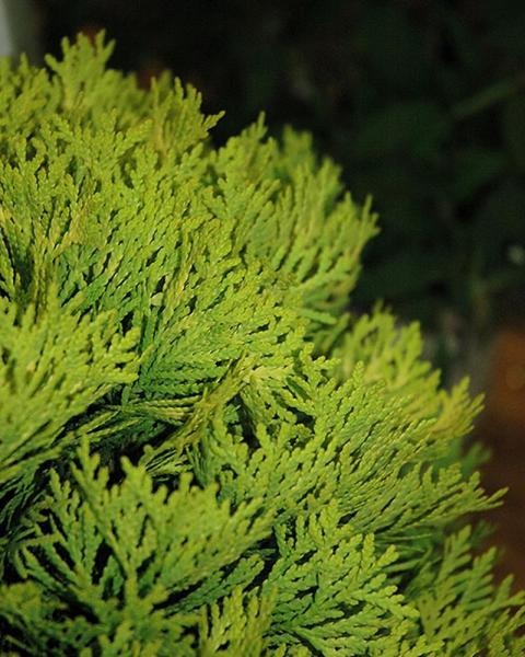 Arborvitae Anna's Magic Ball® 2 Gallon