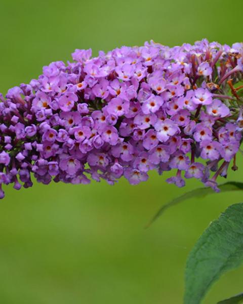 Buddleia Pugster Periwinkle® 2 Gallon