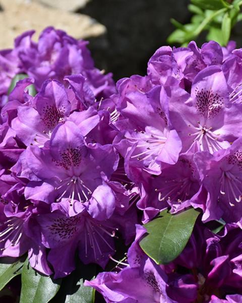 Rhododendron Florence Parks 3 Gallon