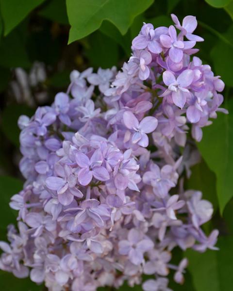 Lilac Scentara® Double Blue 3 Gallon