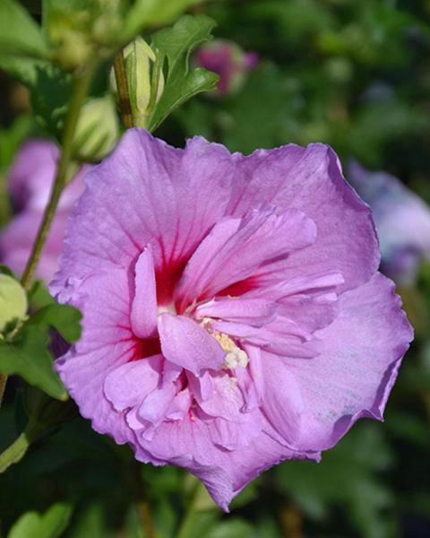 Althea Tree Lavender Chiffon 7 Gallon