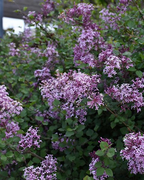 Lilac Bloomerang® Dark Purple 2 Gallon