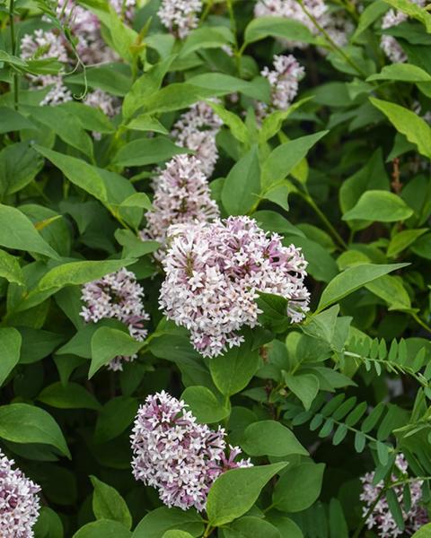 Lilac Baby Kim® 3 Gallon