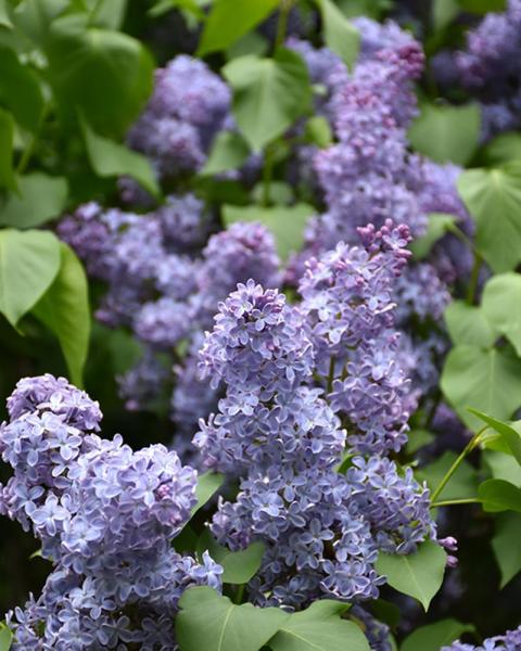 Lilac Wedgewood Blue 3 Gallon