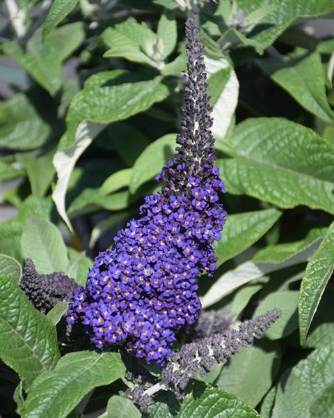 Buddleia Pugster Blue® 2 Gallon