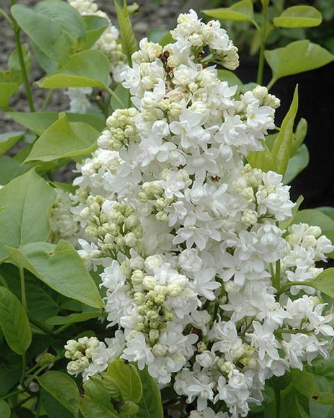 Lilac Mme. Lemoine 3 Gallon