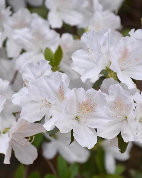 Azalea Delaware Valley White 3 Gallon