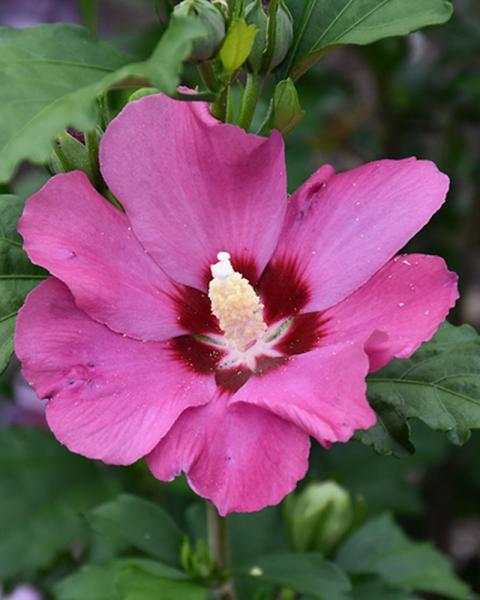 Althea Paraplu Violet® 3 Gallon