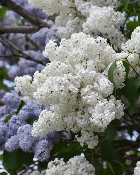 Lilac Common White 5 Gallon