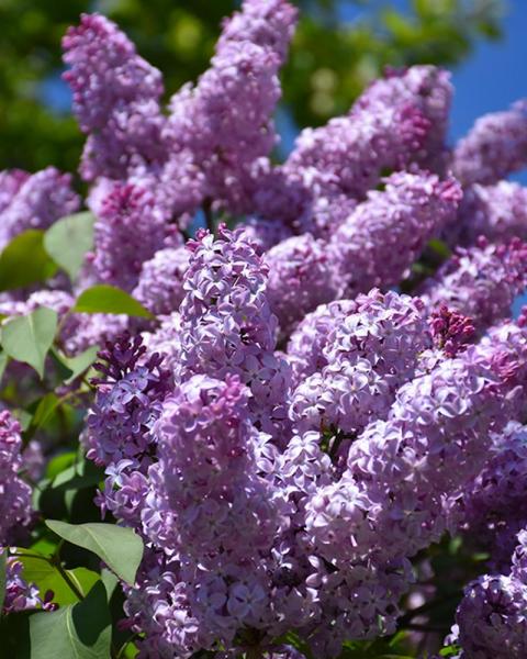 Lilac Common Purple 5 Gallon