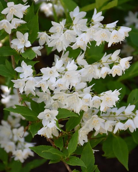  Deutzia Chardonnay Pearls® 3 Gallon