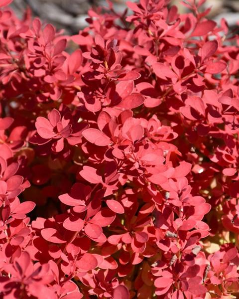 Barberry Sunjoy Neo® 3 Gallon