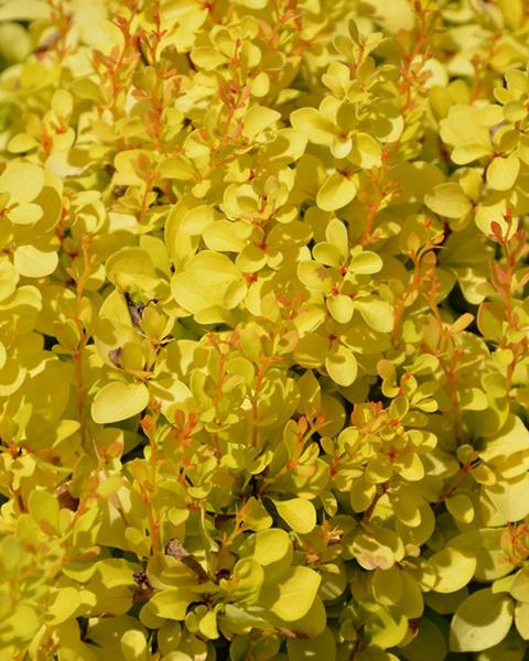 Barberry Sunjoy® Mini Saffron 2 Gallon