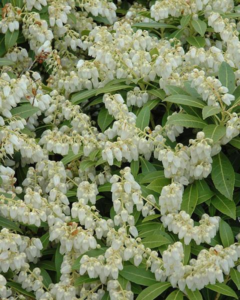 Andromeda Cavatine 3 Gallon