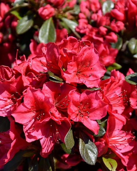 Azalea Bixby 2 Gallon